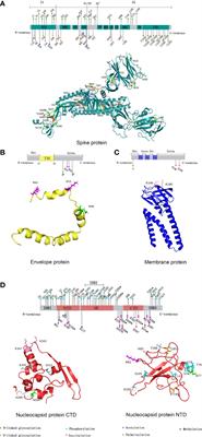 Protein post-translational modification in SARS-CoV-2 and host interaction